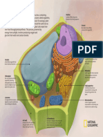 Plant Cell 1