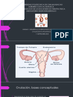 OVULACION E IMPLANTACION