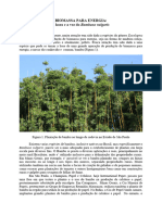 Bambu Paper para BiomassaBR