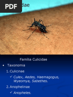 Download culicidae by api-3703629 SN7229264 doc pdf