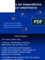 dipteros