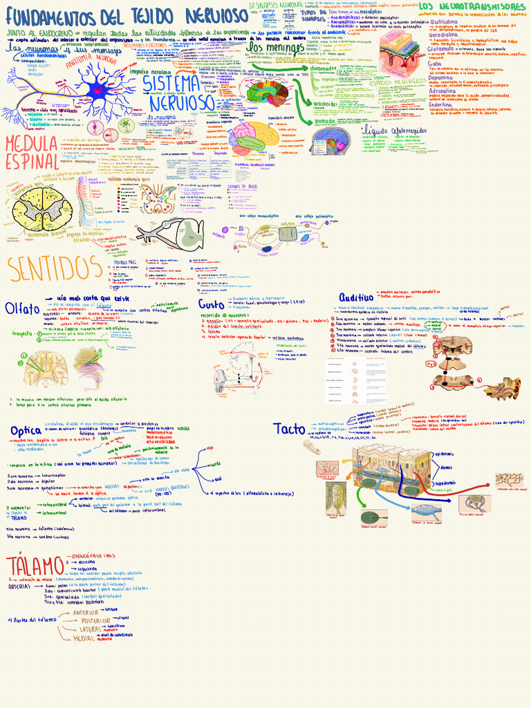 Neurotransmisores y Sinapsis Neuronal | PDF | Sinapsis | Neurona