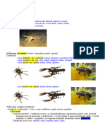 Increngatura Moluste Si Artropode