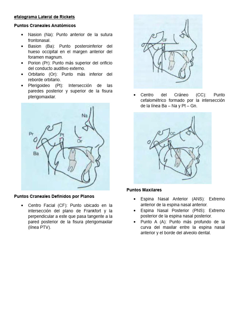 Cefalometría Lateral de Ricketts | PDF | Diente | Anatomía humana
