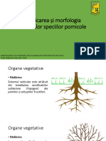 2. Clasificarea și morfologia rădăcinilor speciilor pomicole (1)