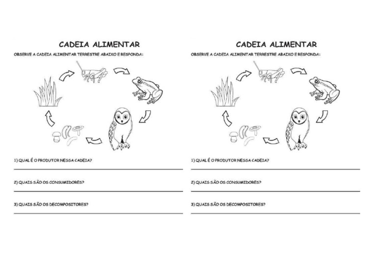 Atividade Adaptada 6 Ano Cadeia Alimentar | PDF