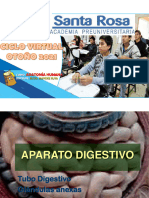 Sistema Digestivo