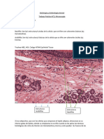 Histología y Embriología Animal TP 2