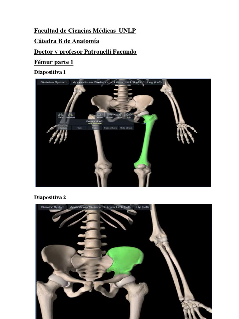 Osteología Miembro Inferior Femur Parte 1 Facundo Patronelli Pdf