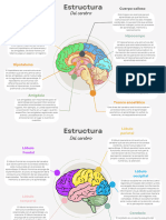 Est Cerebro.