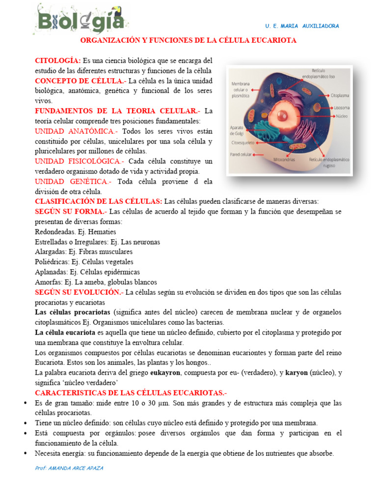 Estructura y Funciones de la Célula Eucariota | PDF | Biología Celular ...