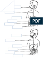 2° Básicos Guia para Ejercitar El Sistema Digestivo