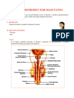 Sistema Reproductor Masculino para Cuarto Grado de Primaria