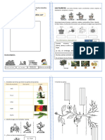 Ficha Partes de Las Plantas