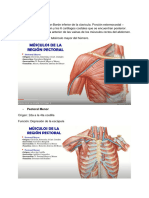 MUSCULOSES