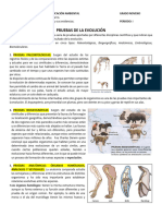 GUIA LA EVOLUCIÓN SEGUNDA PARTE GRADO NOVENO