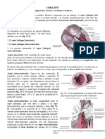 El Corazón. Configuración Interna y Cavidades Cardíacas