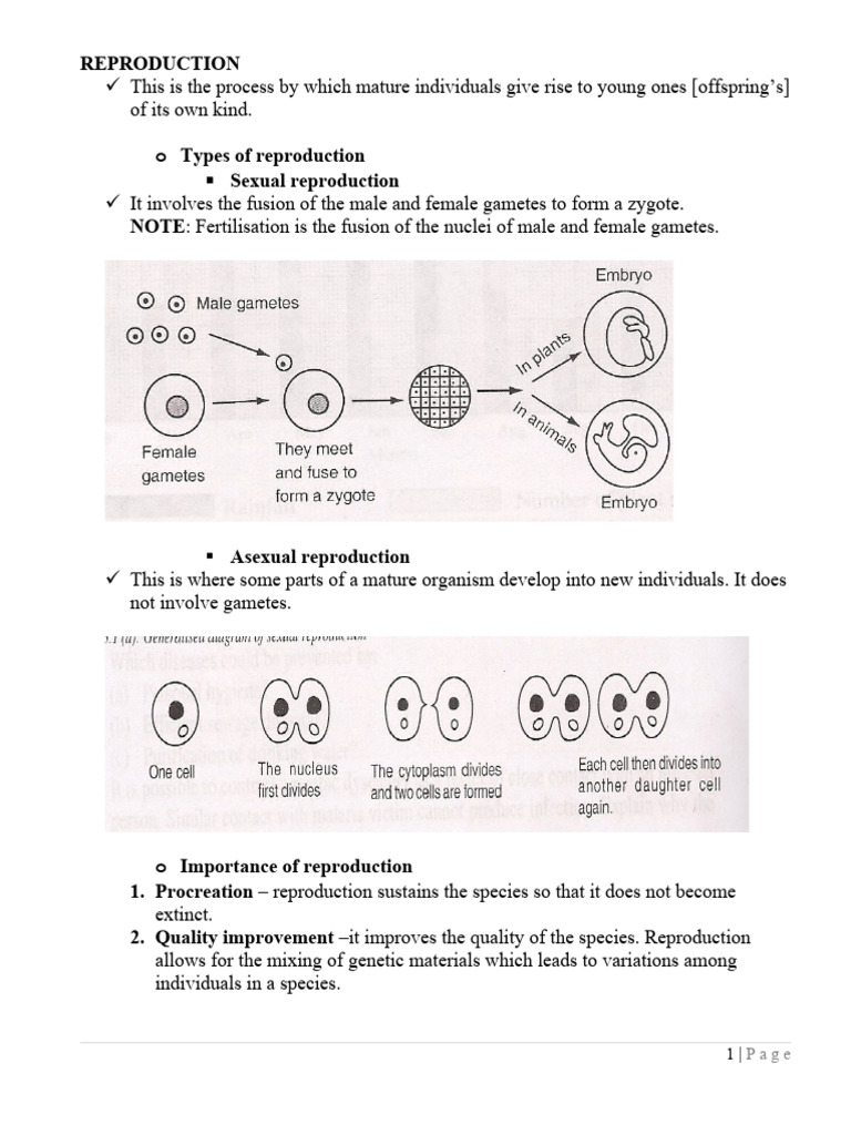 Types and Importance of Reproduction | PDF | Meiosis | Flowers