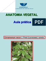 APx Cinnamomum Verum Canela Lauraceae 5 Abr 2024