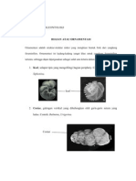 TUGAS MIKROPALEONTOLOGI Ornamen