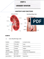 Urinary System