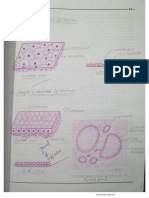 Histology - Rutabah Figures