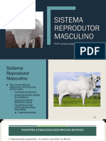 Aula - Sistema Reprodutor Masculino