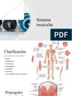 Sistema Muscular