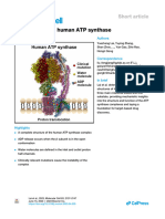 Structure of The Human ATP Synthase 2023 Molecular Cell