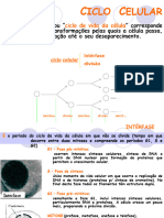 Meiose