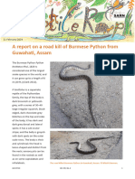Recent Records of The Red-Necked Keelback From Northeastern India A Report On A Road Kill of Burmese Python From Guwahati, Assam
