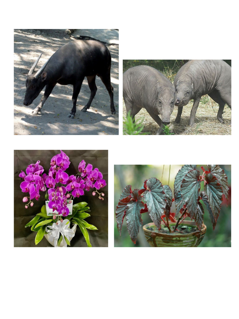 Gambar Flora Fauna Pdf