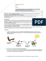 Guía 2. Pirámides ecológicas, fotosíntesis y respiración celular.