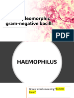 11small Pleomorphic Gram Negative Bacilli