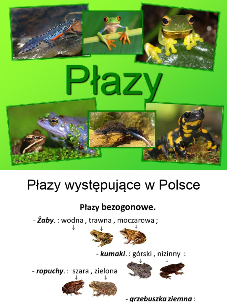 PŁAZY Prezentacja | PDF