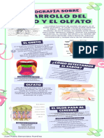 Infografía Del Gusto y Olfato