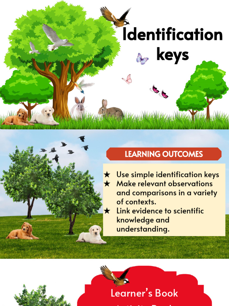2.4 Identification keys | PDF