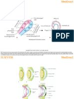 Development of Auricle or Pinna