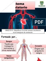 Ciencias Naturales Sistema Circulatorio