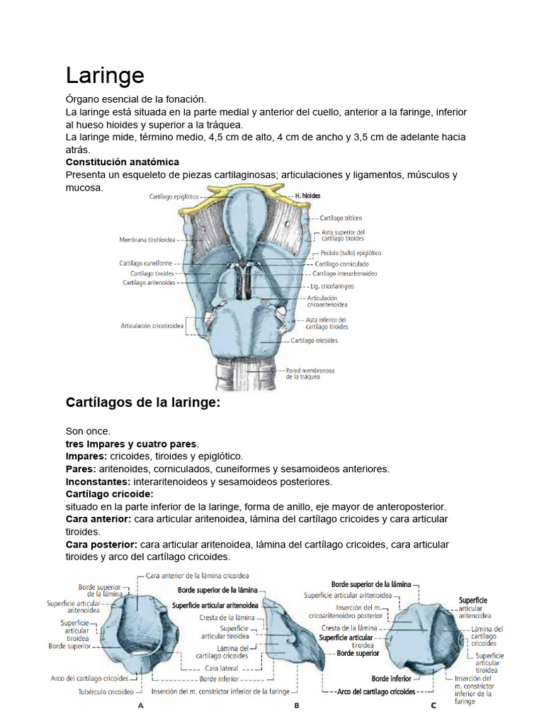 Anatomía de la Laringe y sus Cartílagos | PDF | Laringe | Anatomía