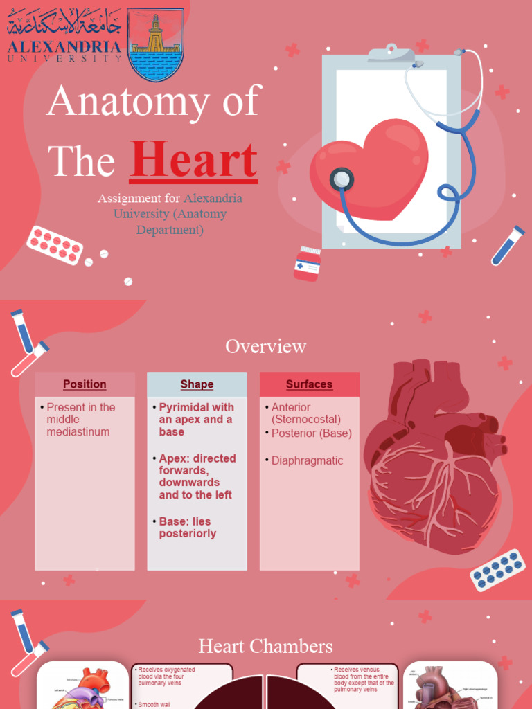 Anatomy of the Heart Overview | PDF | Heart Valve | Heart