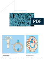Bio - Unidade 3 Cap_02 - Trocas Gasosas Nos Animais
