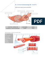 Skeletal Muscle - Structure and Function WS