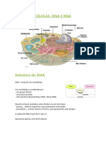 celulasdnaerna