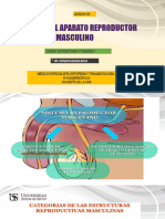 Anatomia Del Sistema Reproductor Masculino