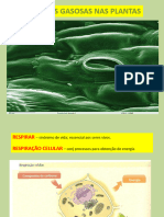 Trocas Gasosas Nas Plantas