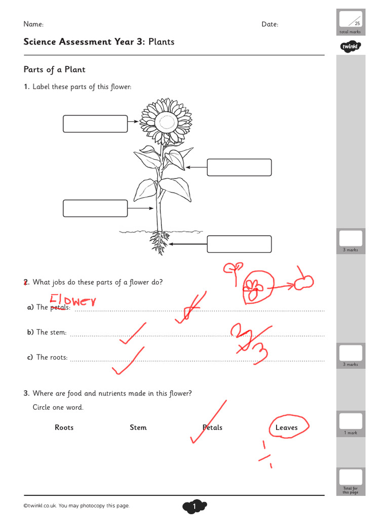 Topic 2c. Plants Assessment | PDF | Flowers | Pollination