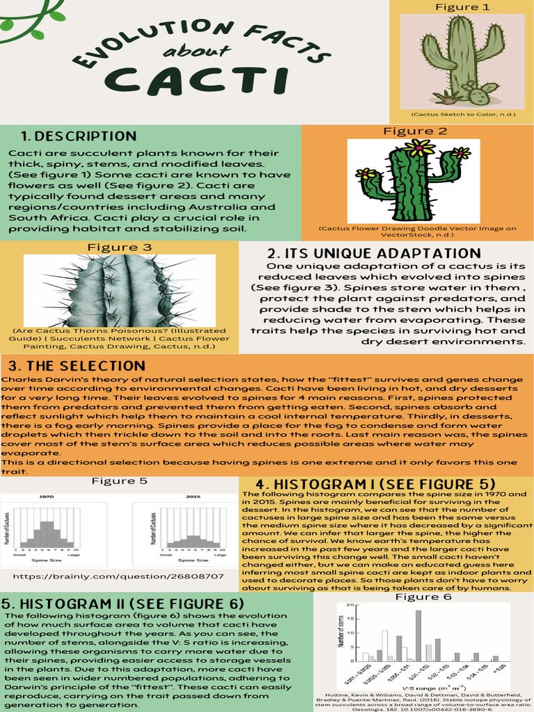 Cactus Adaptations for Survival | PDF | Botany | Nature