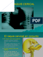 El Raquis Cervical Biomecanica