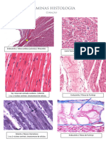 Lâminas Histologia Cardiovascular